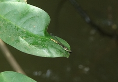 Chlorocypha neptunus