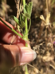 Trifolium obtusiflorum