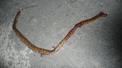 Atractus major