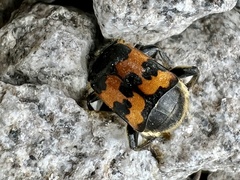 Nicrophorus vestigator