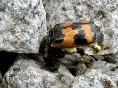 Nicrophorus vestigator