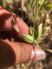 Trifolium obtusiflorum
