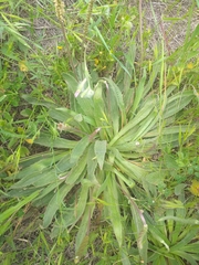 Plantago serraria