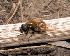 Cheilosia chrysocoma