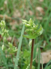 Stellaria ruderalis
