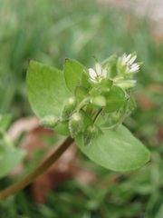 Stellaria ruderalis