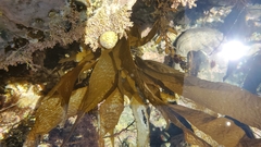 Lessoniaceae