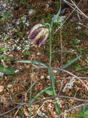 Fritillaria messanensis