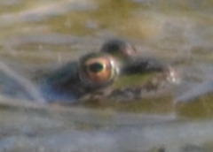 Pelophylax perezi