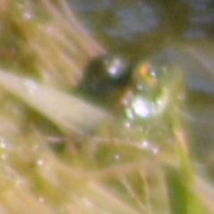 Pelophylax perezi