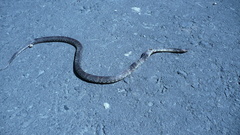 Atractus major