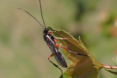 Pimpla pedalis