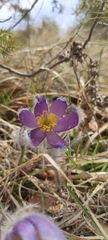 Pulsatilla grandis