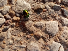 Chrysolina graminis