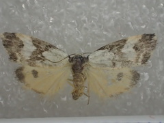 Thallarcha lechrioleuca