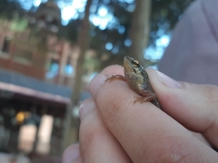 Lissotriton vulgaris