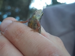 Lissotriton vulgaris