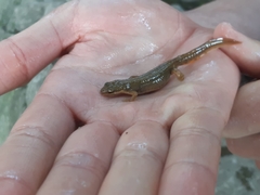 Lissotriton vulgaris