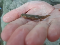 Lissotriton vulgaris