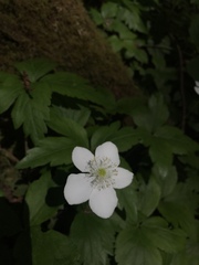 Anemonastrum deltoideum