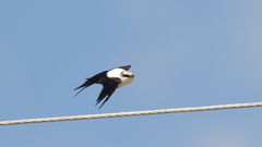 Cheramoeca leucosterna