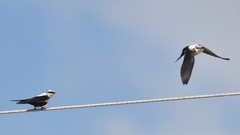 Cheramoeca leucosterna