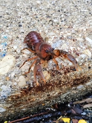 Procambarus gracilis