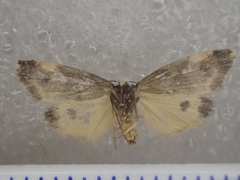 Thallarcha lechrioleuca