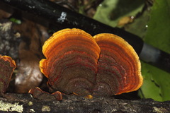 Thelephora versicolor image