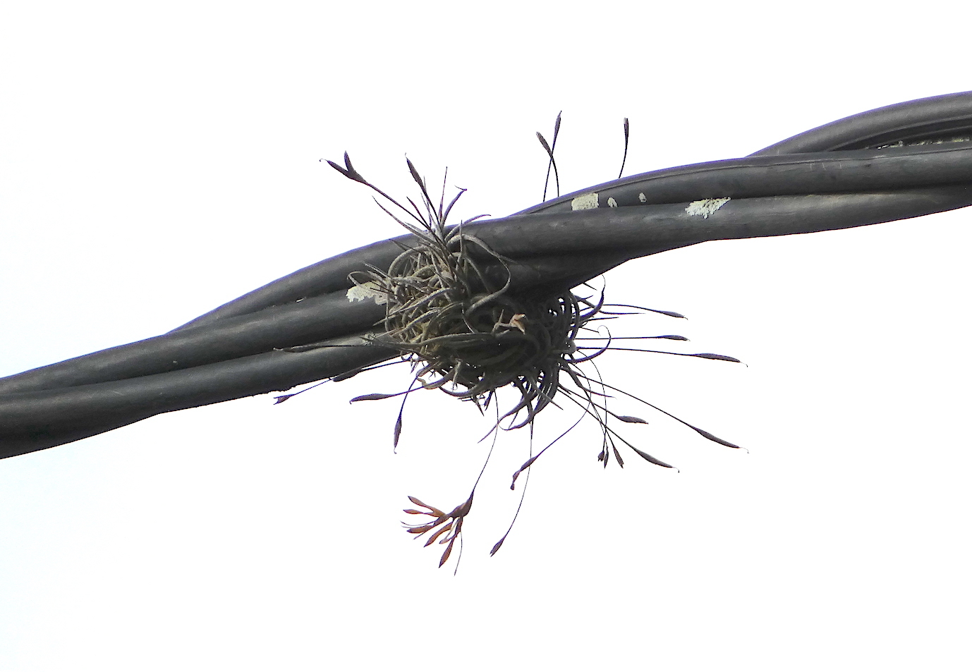 Tillandsia recurvata