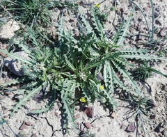 Neotorularia torulosa
