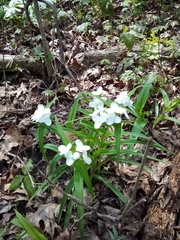 Tradescantia ozarkana