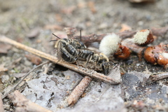 Andrena bradleyi