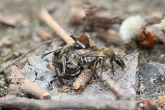 Andrena bradleyi