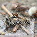 Bradley's Mining Bee - Photo (c) Spencer Hardy, some rights reserved (CC BY-NC), uploaded by Spencer Hardy