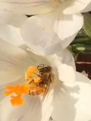 Apis mellifera