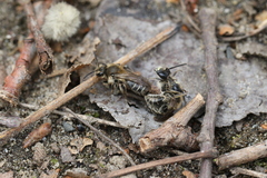 Andrena bradleyi