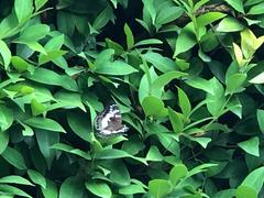 Euthalia adonia pinwilli