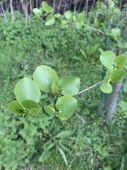 Alnus cordata