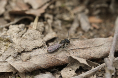 Andrena bradleyi