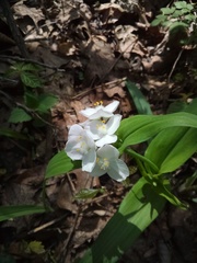 Tradescantia ozarkana