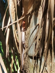 Plestiodon inexpectatus