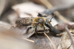 Andrena bradleyi