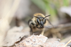 Andrena bradleyi