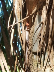 Plestiodon inexpectatus