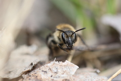 Andrena bradleyi