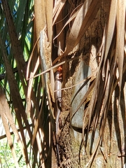 Plestiodon inexpectatus