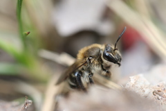 Andrena bradleyi