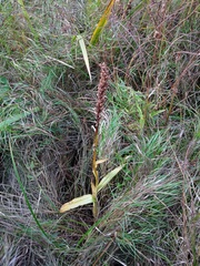 Dactylorhiza majalis baltica