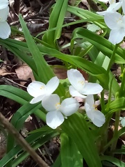 Tradescantia ozarkana
